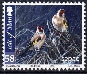 Goldfinch (Carduella carduella)