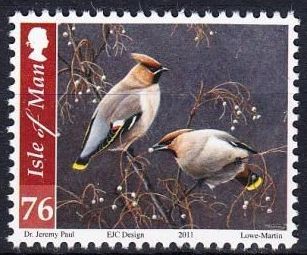 Bohemian Waxwing (Bombycilla garrulus)
