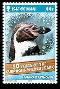 Humboldt Penguin (Spheniscus humboldti)