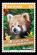 Red Panda (Ailurus fulgens)