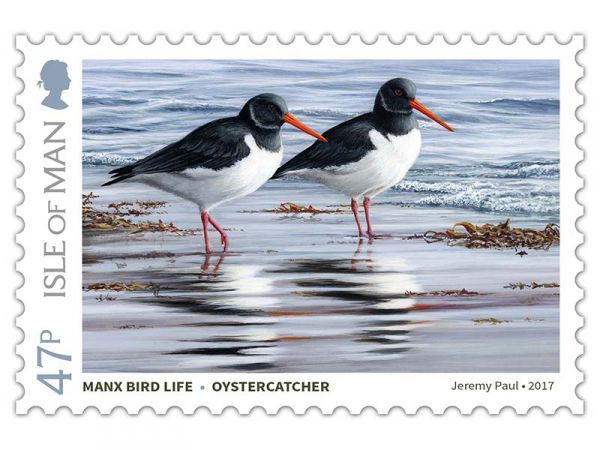 Eurasian Oystercatcher (Haematopus ostralegus)
