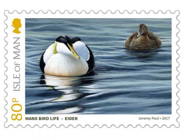 Eider (Somateria mollissima)