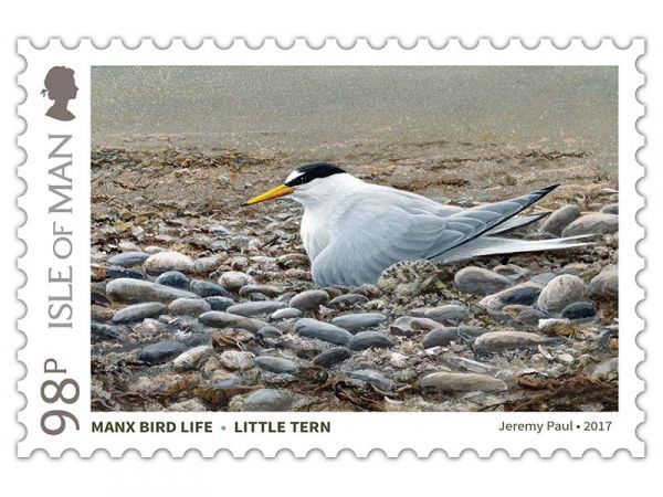 Little Tern (Sternula albifrons)