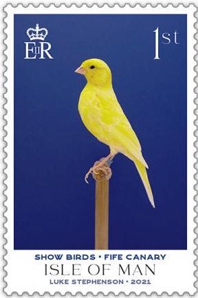 Fife Canary (Serinus canaria)