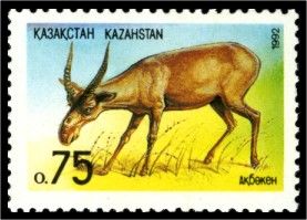 Saiga Antelope (Saiga tatarica)