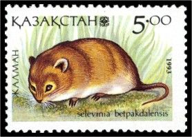 Desert Dormouse (Selevinia betpakdalaensis)
