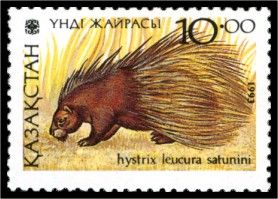 Indian Crested Porcupine (Hystrix leucura saturnini)
