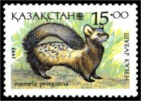 Marbled Polecat (Vormela peregusna)