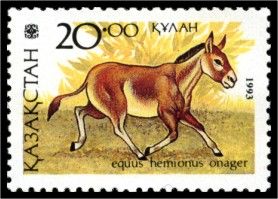 Asiatic Wild Ass (Equus hemionus onager)