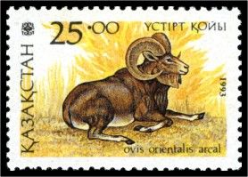 Transcaspian Urial (Ovis orientalis arcal)