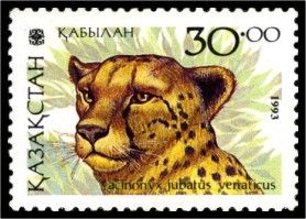 Asiatic Cheetah (Acinonyx jubatus venaticus)