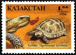 Horsfield's Tortoise (Agrionemys horsfieldi)