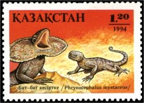Secret Toadhead Agama (Phrynocephalus mystaceus)