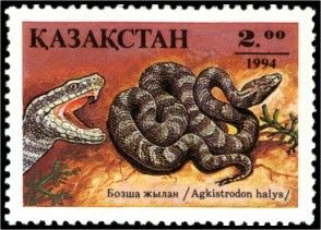 Siberian Pit Viper (Agkistrodon halys)