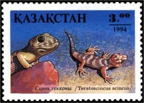 Common Wonder Gecko (Teratoscincus scincus)