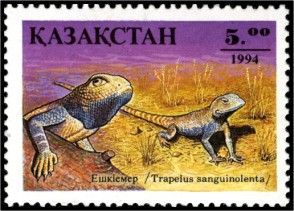 Steppe Agama (Trapelus sanguinolentus)
