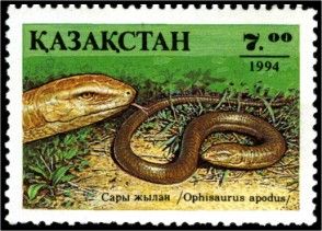 European Glass Lizard (Ophisaurus apodus)