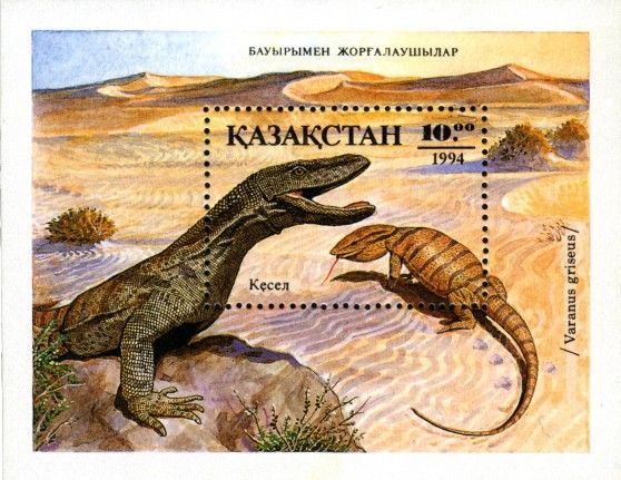 Desert Monitor (Varanus griseus)