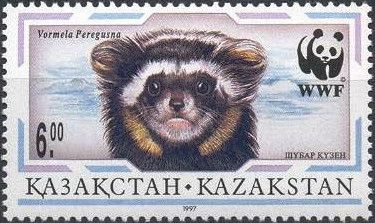 Marbled Polecat (Vormela peregusna)