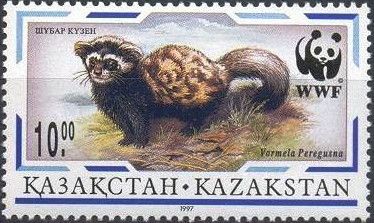 Marbled Polecat (Vormela peregusna)