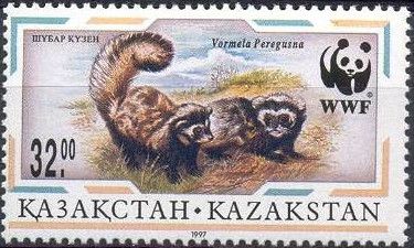 Marbled Polecat (Vormela peregusna)