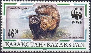 Marbled Polecat (Vormela peregusna)