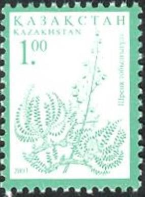 Spiraeanthus schrenkianus (Reissue)