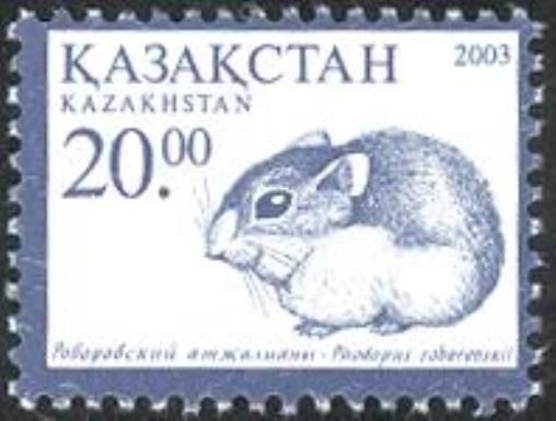 Roborovski’s Desert Hamster (Phodopus roborovskii) (Reissue)