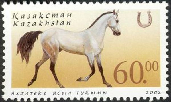 Akhalteka (Equus ferus caballus)