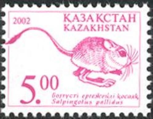 Pale Pygmy Jerboa (Salpingotus pallidus)