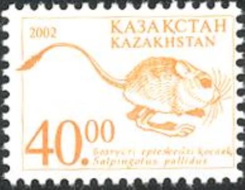 Pale Pygmy Jerboa (Salpingotus pallidus)