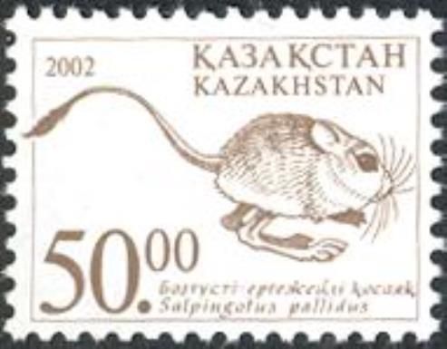 Pale Pygmy Jerboa (Salpingotus pallidus)