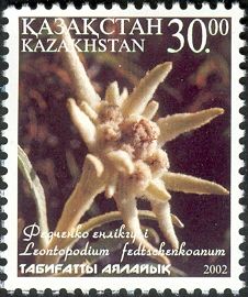 Leontopodium fedtschenkoanum