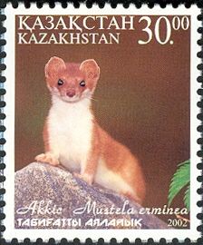 Ermine (Mustela erminea)
