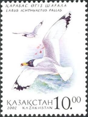 Pallas's Gull (Larus ichthyaetus)