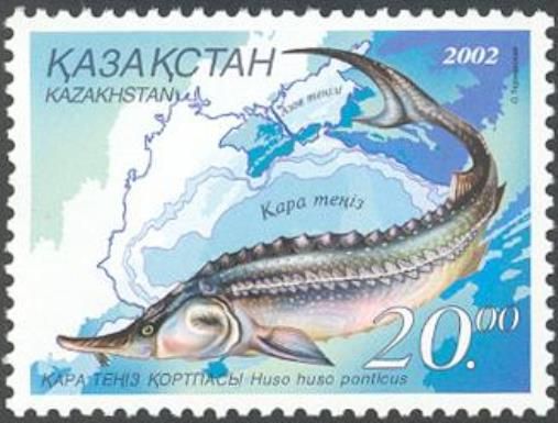 Black Sea Beluga (Huso huso ponticus)