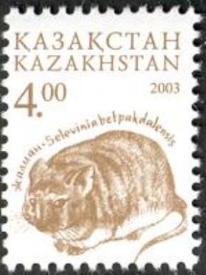 Desert Dormouse (Selevinia betpakdalaensis)