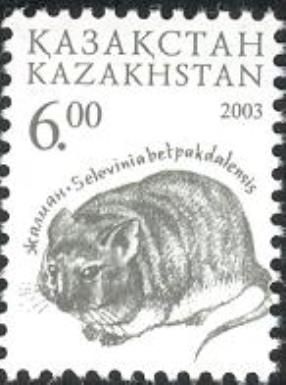 Desert Dormouse (Selevinia betpakdalaensis)