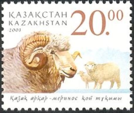 Argali-Merino (Ovis orientalis aries)