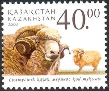 Merino Sheep (Ovis orientalis aries)