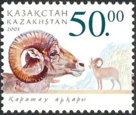 Karatau-Argali (Ovis orientalis aries)
