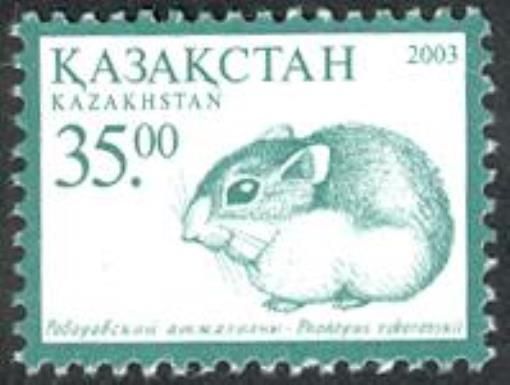 Roborovski’s Desert Hamster (Phodopus roborovskii)
