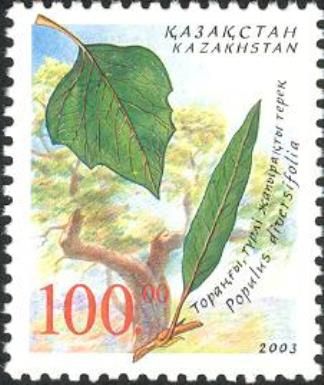 Endangered Species - Asiatic Poplar (Populis diversifolia)