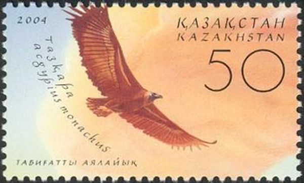 Cinereous Vulture (Aegypius monachus)