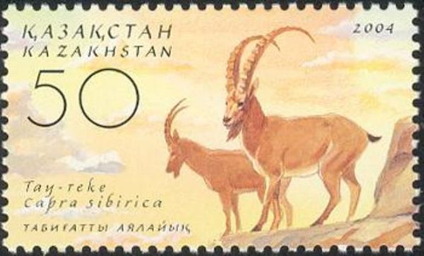 Siberian Ibex (Capra sibirica)