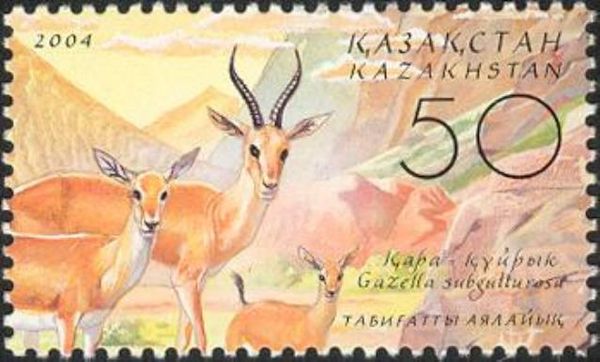 Goitered Gazelle (Gazella subgutturosa)