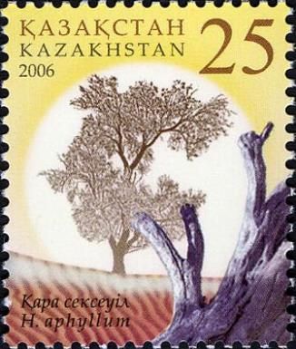 Saksaul (Haloxylon aphyllum)