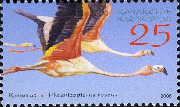 American Flamingo (Phoenicopterus roseus)