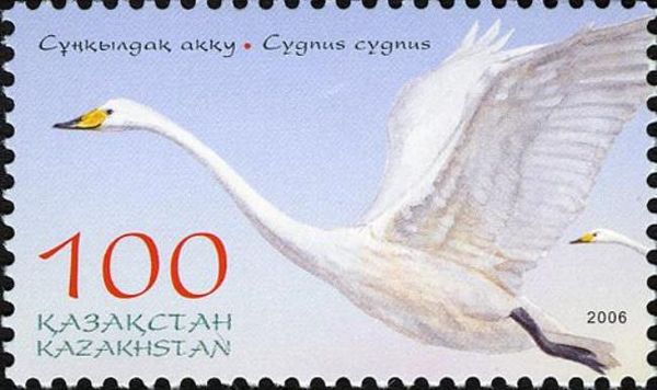 Whooper Swan (Cygnus cygnus)