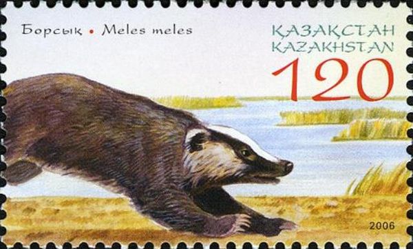 European Badger (Meles meles)